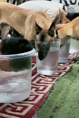 训导员和搜救犬比憋气，没想到为了赢居然作弊……狗子气得破口大骂：你这个老6，你才是真的狗啊！ - 8