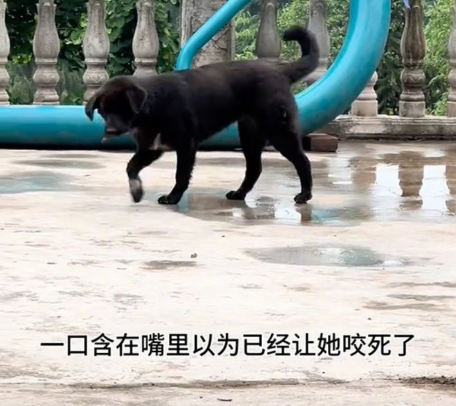 狗狗发现一只落水蛾子，一口把它含住，本以为要遭殃了，结果结局太暖了！ - 3
