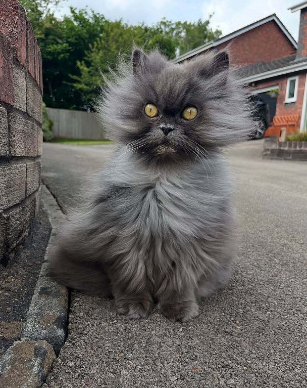 长毛猫非要大风天出门散步，结果被吹成炸毛战士……这造型越看越霸气，鳌拜猫？ - 2