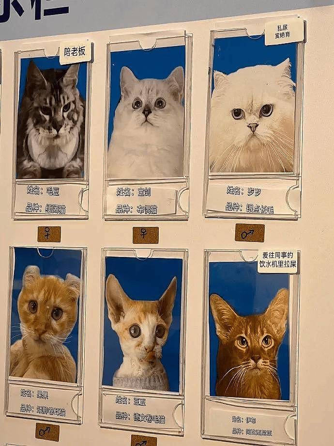 公示栏简直没谁了,卧龙凤雏都不敢这样贴猫,网友:这是要笑死! - 9