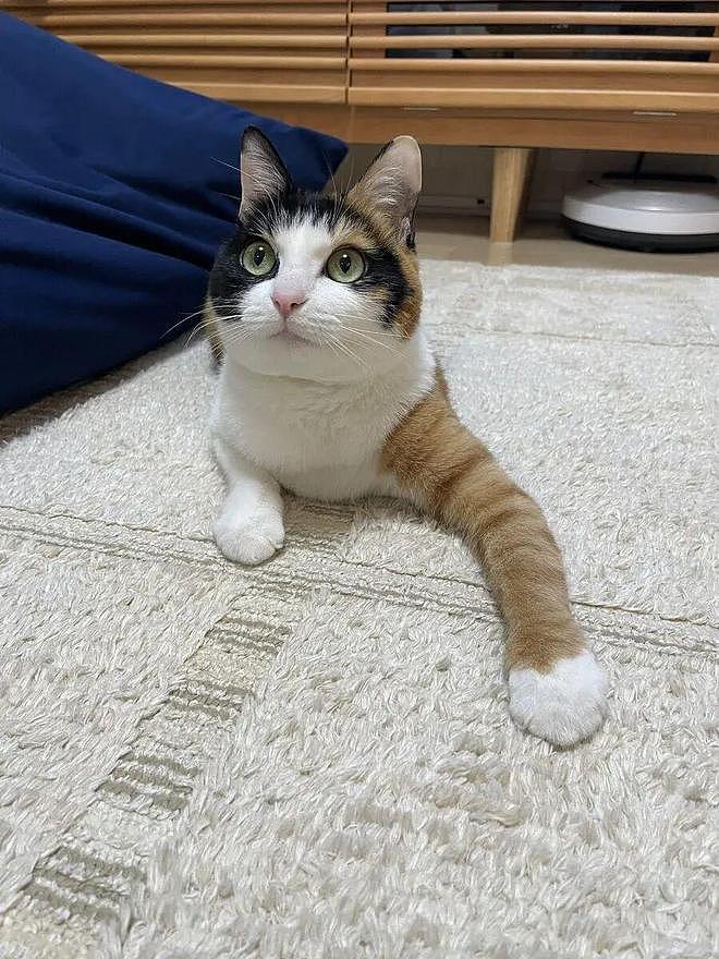 三花猫天生自带“大花臂”，又甜又酷！网友：麻袋已备好，就等猫了！ - 2