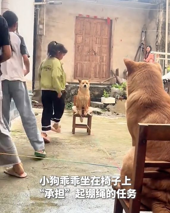 暑假最期待开学的狗出现了……狗子：什么时候才开学啊？ - 1