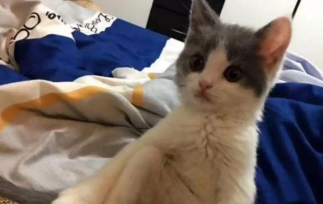 猫和老公一起看电视时同步回头，主人瞬间发现了真相：原来它们真的会偷偷拜师学艺… - 11