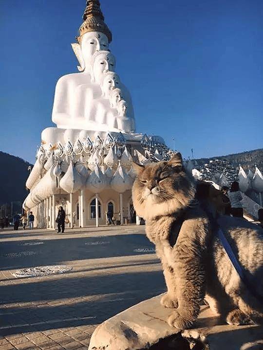 100斤的胖猫比煤气罐大引人纷纷围观拍照,美女惊呼:看到它的八块腹肌了!! - 9