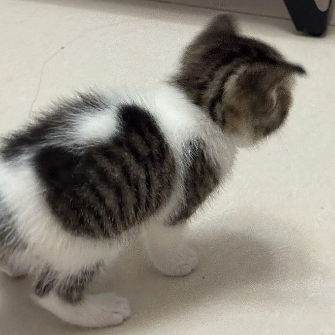 网友说他家猫很特别，我一看不就是只小美猫嘛？结果看到全身照时……哇哦身上还有一个猫头！ - 2