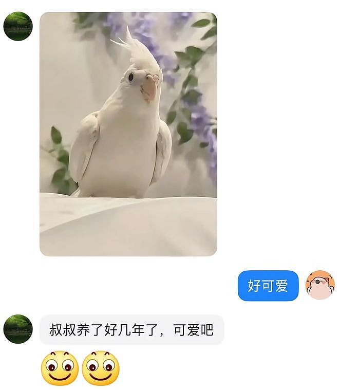 从路边一条逆袭成全网顶流的夜鹭，带抽象观鸟区走向大众？ - 14