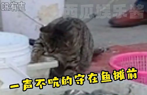 狸花猫离家出走十几天后回家疯狂炫饭，边吃边喵喵叫：我在外面过的到底是什么日子啊！ - 4