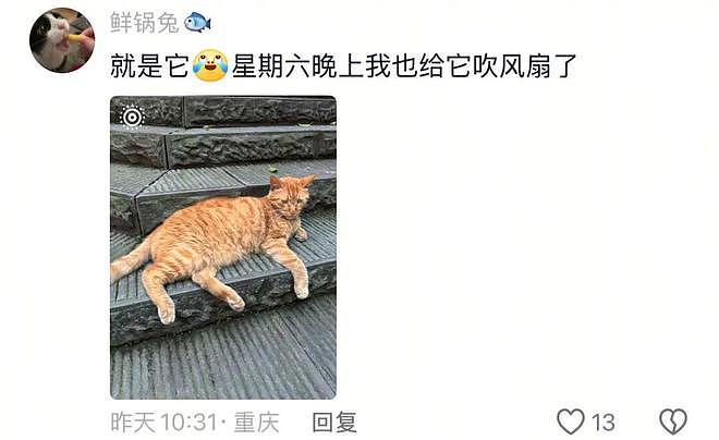 重庆街头出现离谱一幕：一群人围着给流浪猫扇风……网友：川渝猫已经活明白了！ - 7