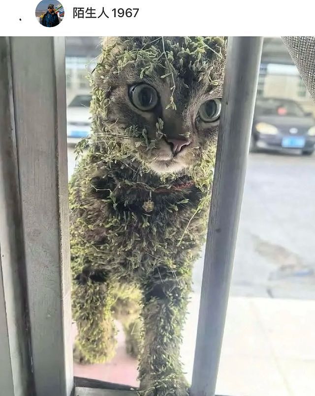 猫咪踏青回来后变成了“草精”，我一看……密集恐惧症都犯了！ - 1