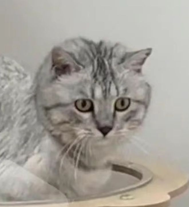 花钱给猫买猫爬架，客服说包稳的……结果猫站上去抖成筛子：这是地震体验馆? - 4