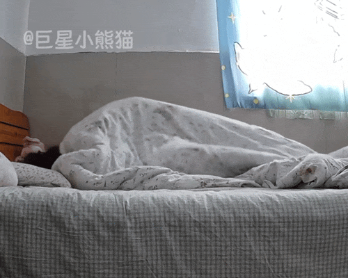 铲屎官周末懒床，监控拍下小猫咪独自起床的全过程，天啦噜怎么会有这么乖的小猫！ - 1