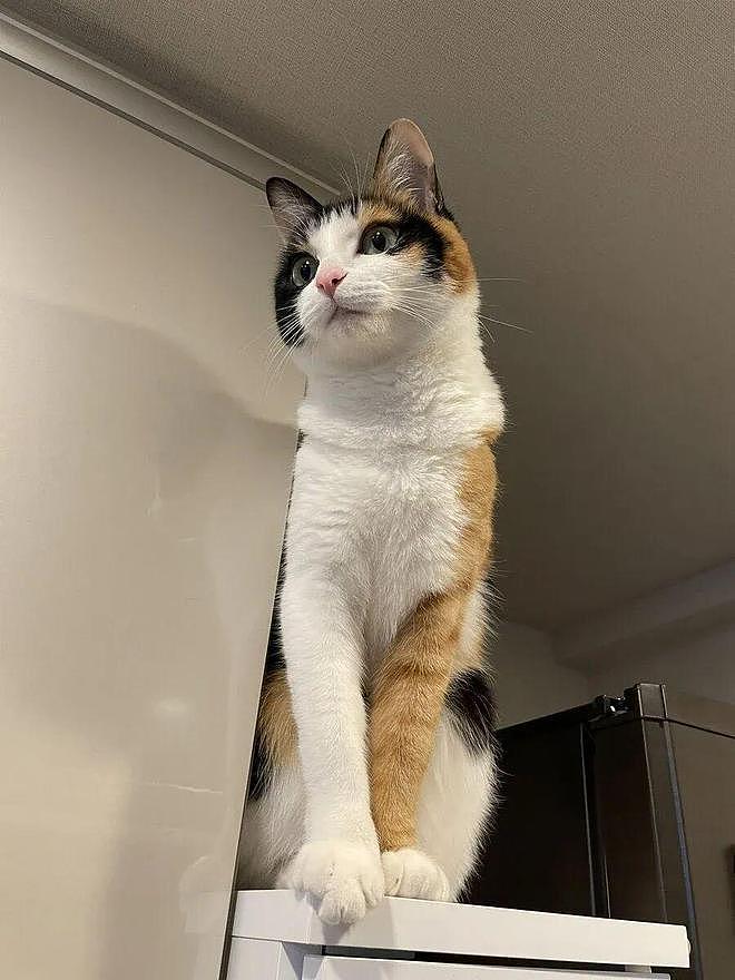 三花猫天生自带“大花臂”，又甜又酷！网友：麻袋已备好，就等猫了！ - 3