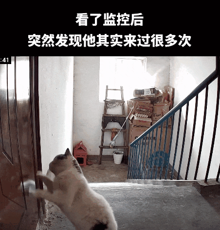 送养出去第二天，小猫自己跑回来了…结局看得人想哭！ - 7
