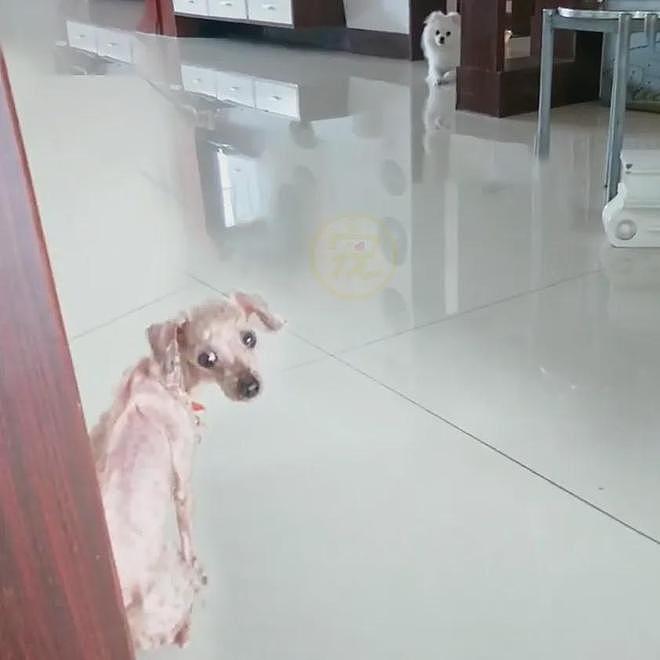 网友捡到一只瘦成骷髅的流浪狗，几个月后的变化看得人想哭… - 6