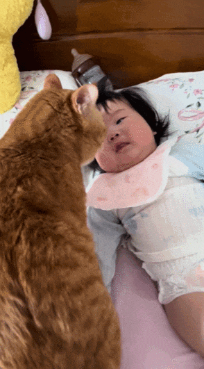 宝宝8个月进入认母期，结果把家里的猫认成了妈妈，建国的表情笑疯全网！ - 3