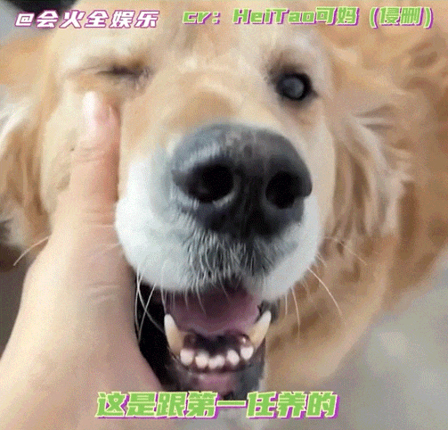妹子处三任对象，分手后留下5只狗…网友惊呆了：去父留子算是让你玩明白了！ - 1