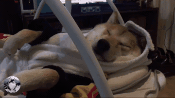 柴犬看到新买的婴儿床，结果却躺了进去，狗：我也是宝宝！ - 6
