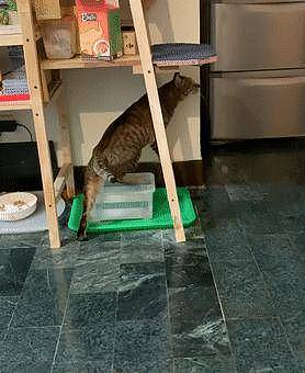 这猫喝完水后坚持要洗脚,经常把木架弄湿,没想却长出了蘑菇! - 3