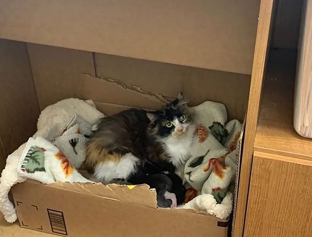 为什么它总拦着人不让上车？得知流浪猫霸占车底的真相，车主当场决定：全家我养了！ - 3