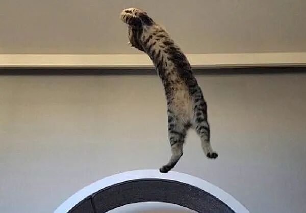 领导想养猫，网友给他看了几张自己养的狸花猫……领导看完沉默了：不养猫也挺好的 ！ - 1
