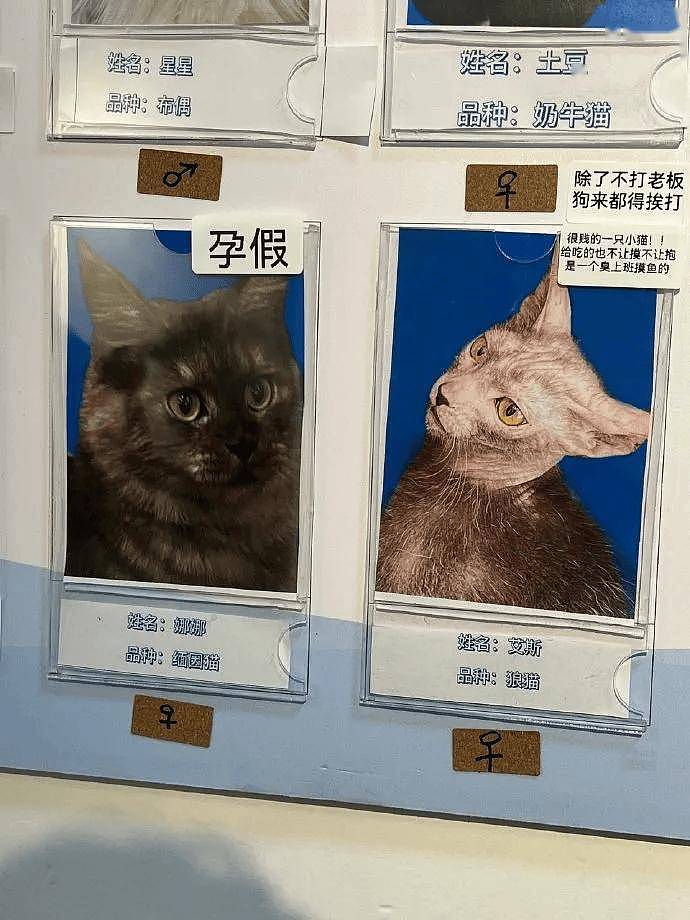 公示栏简直没谁了,卧龙凤雏都不敢这样贴猫,网友:这是要笑死! - 5