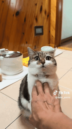 妹子因为焦虑领养了一只小猫， 没想到猫看起来比她还焦虑……网友：它把你所有焦虑都吸自己身上了！ - 4