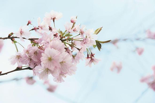 二婚还要18万彩礼，我姑姑气哭了，但儿子非要娶，姑姑到处凑钱 - 2