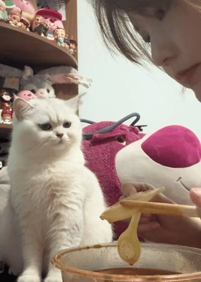 猫咪盯主人吃饭馋哭了，三次暗示主人都假装看不懂，网友：孩子都快急得说人话了！ - 1