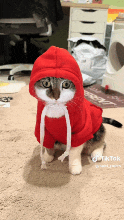 妹子因为焦虑领养了一只小猫， 没想到猫看起来比她还焦虑……网友：它把你所有焦虑都吸自己身上了！ - 5
