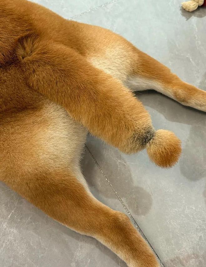 美容师给柴犬剪了个叹号尾巴，翘起来的时候……好想弹一下啊！ - 2