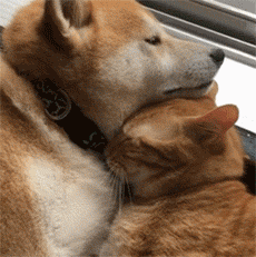 养了只柴犬和橘猫，每天吃狗粮的却是主人自己… - 1