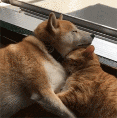 养了只柴犬和橘猫，每天吃狗粮的却是主人自己… - 3