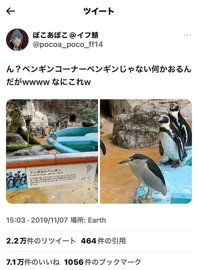 从路边一条逆袭成全网顶流的夜鹭，带抽象观鸟区走向大众？ - 19
