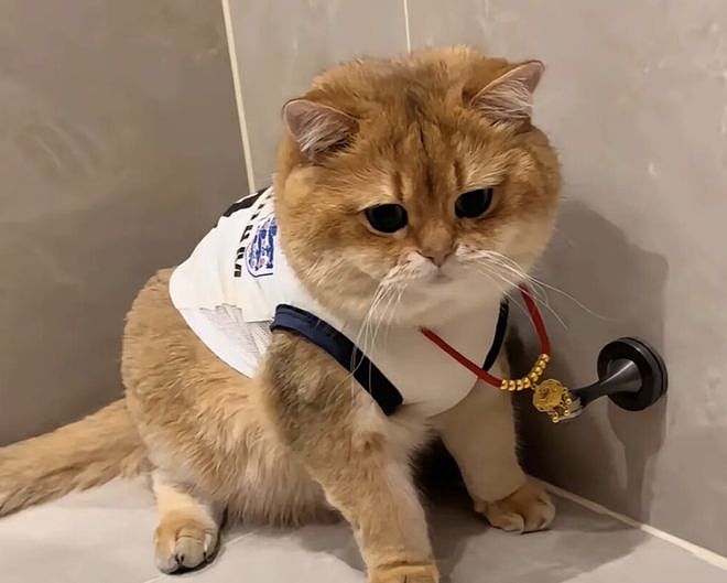 带狗逛金店，它一眼相中个大金项圈……换个小手镯？狗：你打发谁呢！ - 6