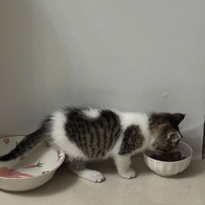 网友说他家猫很特别，我一看不就是只小美猫嘛？结果看到全身照时……哇哦身上还有一个猫头！ - 3