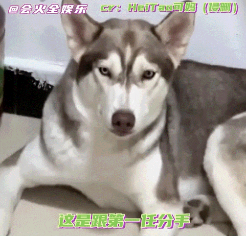 妹子处三任对象，分手后留下5只狗…网友惊呆了：去父留子算是让你玩明白了！ - 3