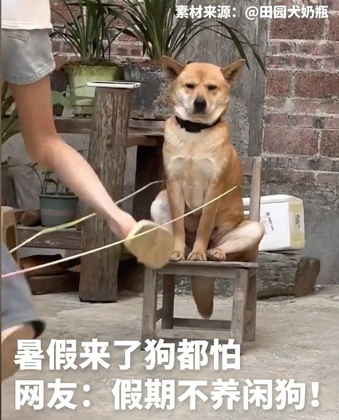 暑假最期待开学的狗出现了……狗子：什么时候才开学啊？ - 7