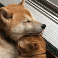 养了只柴犬和橘猫，每天吃狗粮的却是主人自己… - 2