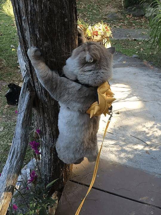 100斤的胖猫比煤气罐大引人纷纷围观拍照,美女惊呼:看到它的八块腹肌了!! - 18