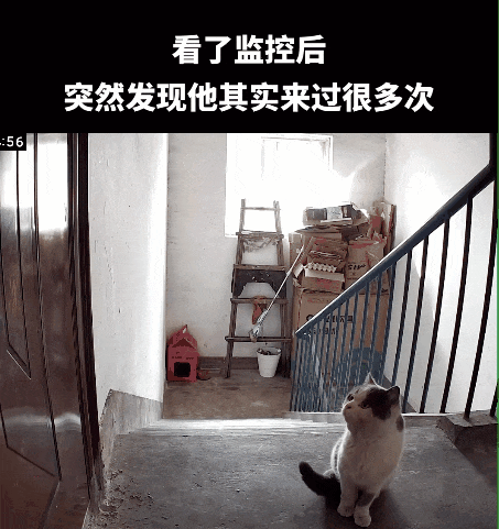 送养出去第二天，小猫自己跑回来了…结局看得人想哭！ - 8