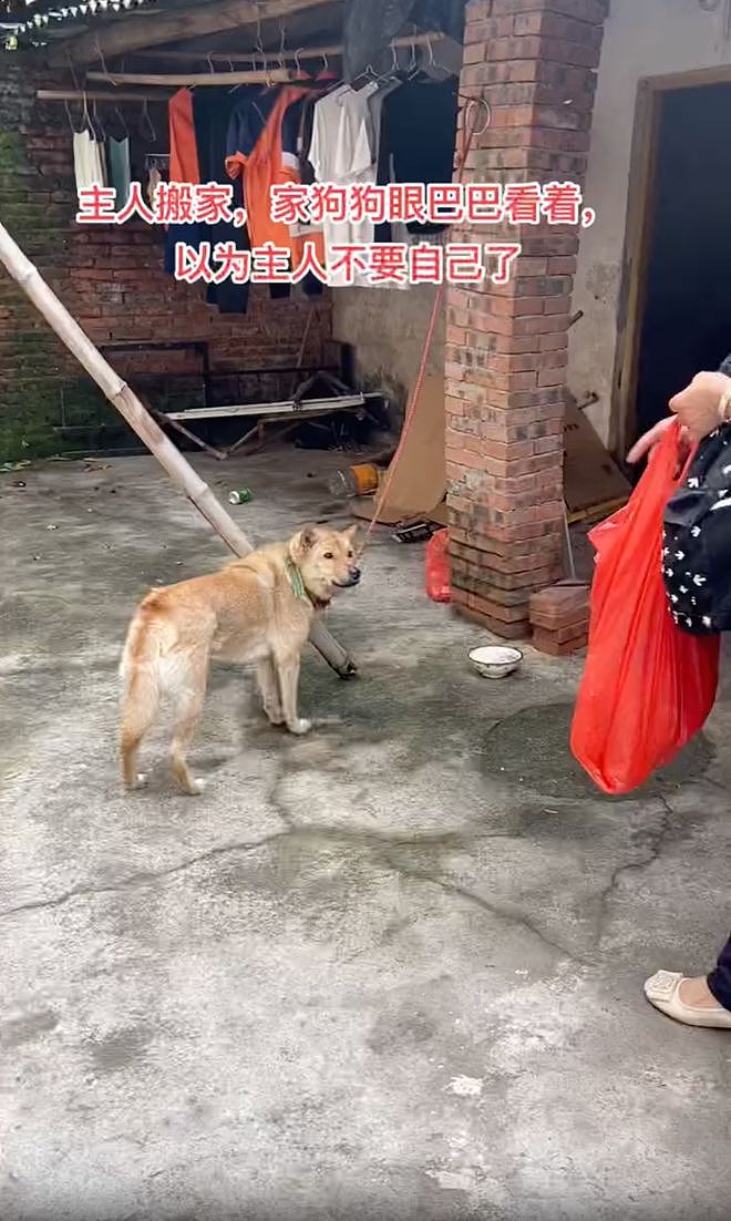 一家人搬家却没告诉狗子，它以为自己要被抛弃了一脸沮丧：小狗要没有家了…… - 1