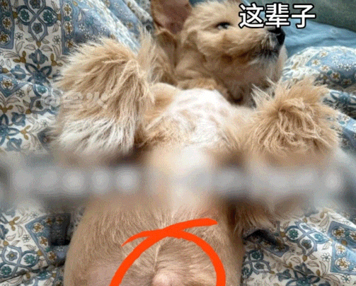 主人失去爱犬一年后捡回一只小狗，当她喊出那个名字时……泪目了！ - 4
