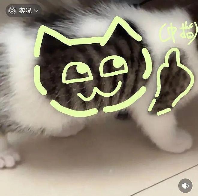 网友说他家猫很特别，我一看不就是只小美猫嘛？结果看到全身照时……哇哦身上还有一个猫头！ - 4