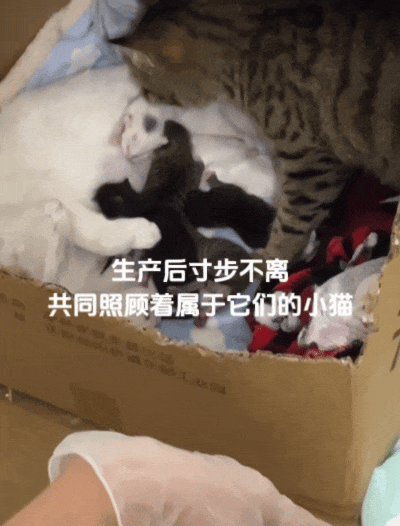 以为是渣男流浪猫骗财骗色，直到白猫生产那天，看到狸花猫的举动……这大概就是真爱吧！ - 4