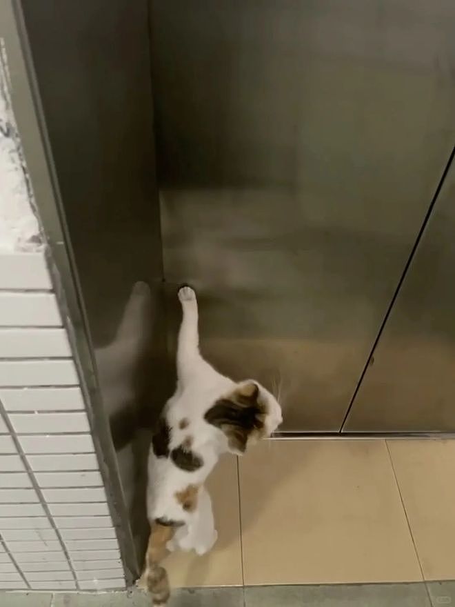 宿舍电梯贴出三遍警告：禁止此猫乘坐！真相曝光后，大家都被暖到了！ - 7