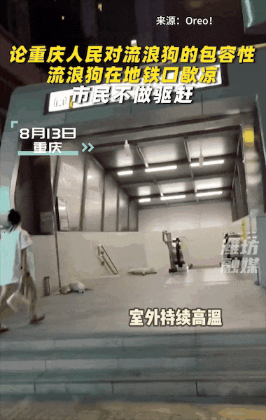 重庆街头出现离谱一幕：一群人围着给流浪猫扇风……网友：川渝猫已经活明白了！ - 13