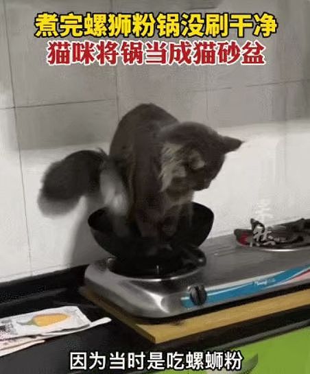 主人在线求大家网暴自家猫，看到它干的好事……网友都无语了：这次真洗不了！ - 6