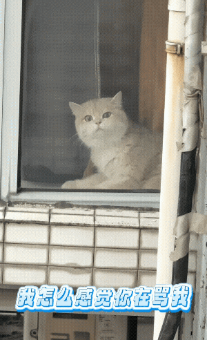 隔壁小猫隔窗狂骂她，还以为有仇，镜头一转…骂得一点都不冤！ - 1