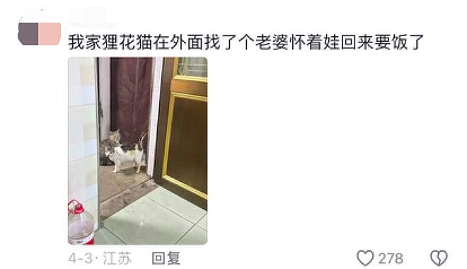 狸花猫离家出走十几天后回家疯狂炫饭，边吃边喵喵叫：我在外面过的到底是什么日子啊！ - 7