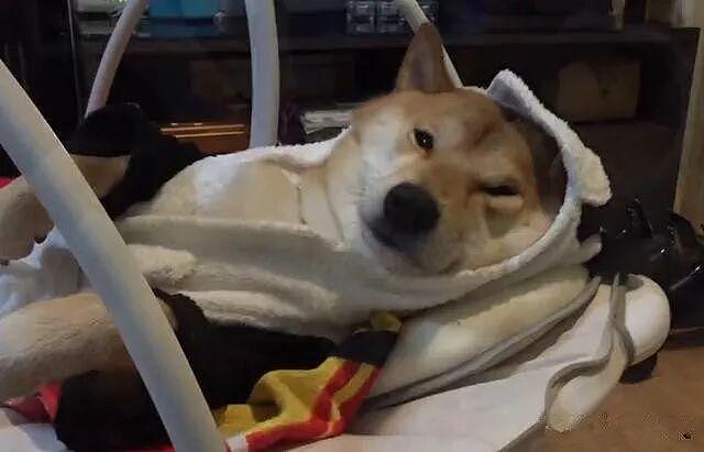 柴犬看到新买的婴儿床，结果却躺了进去，狗：我也是宝宝！ - 3